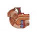 model naturalnej wielkości tylnych narządów górnej części brzucha - 3b smart anatomy - 1000309 [k22/2] 3b scientific modele anatomiczne 5